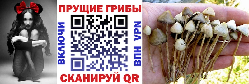 Псилоцибиновые грибы Cubensis  Бежецк 